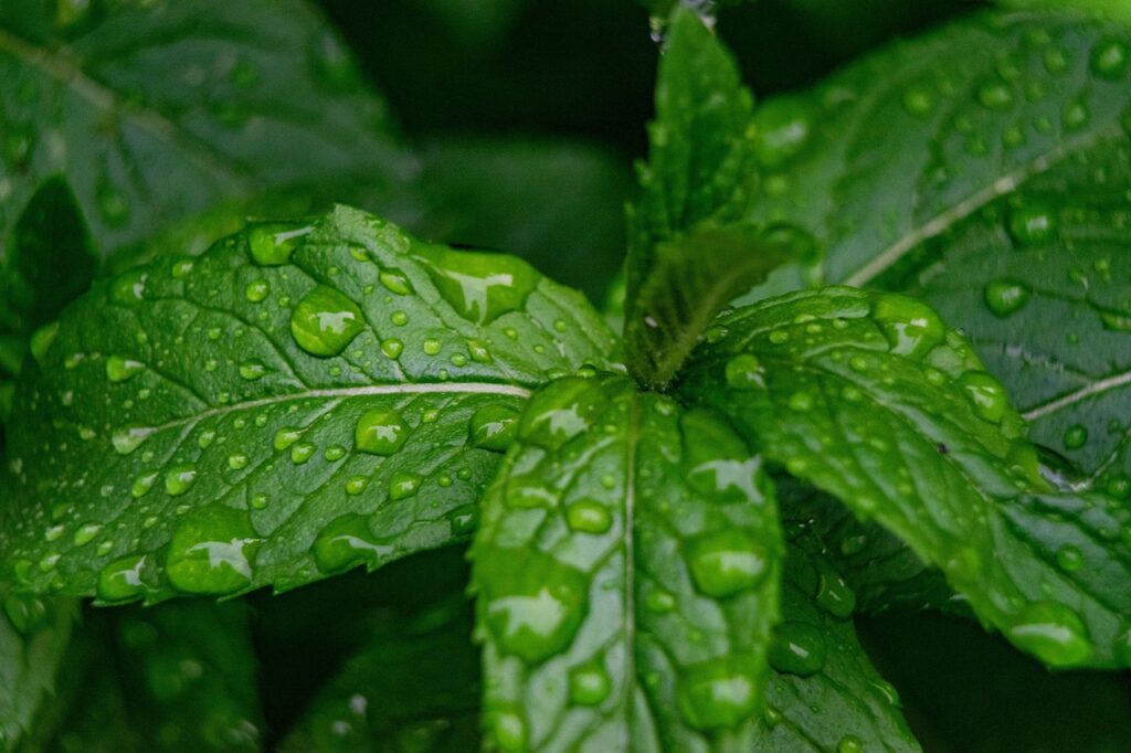 mint, water droplets, nature, garden, rain, mint, mint, mint, mint, mint